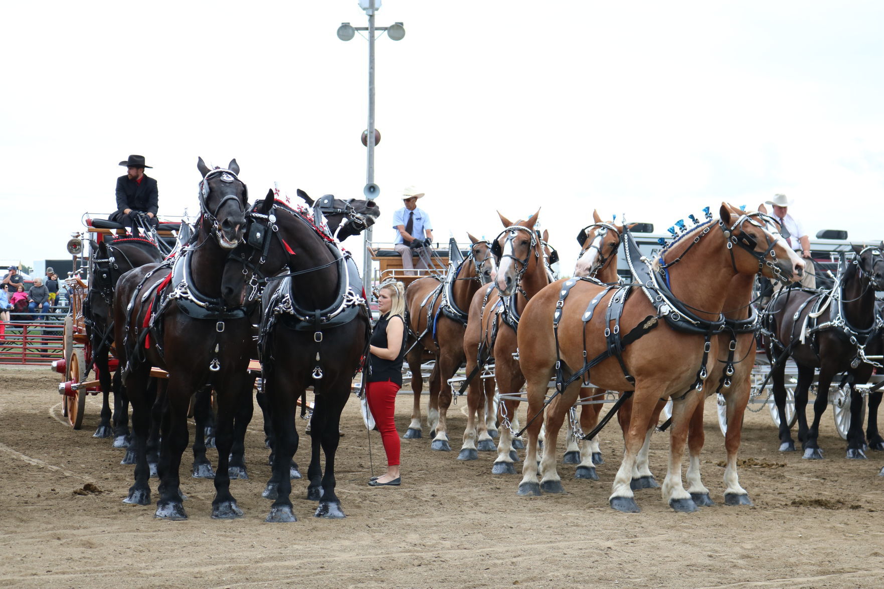 6-Horse Hitch 27
